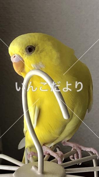迷い鳥の写真