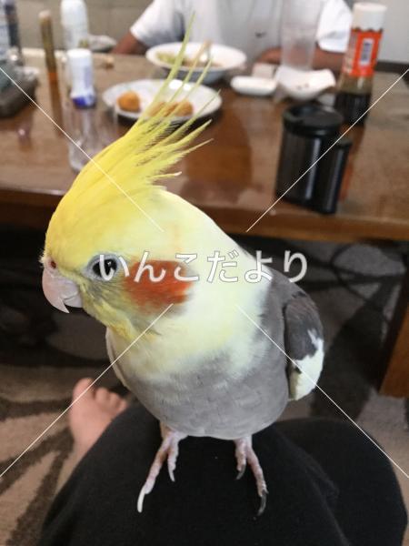 迷い鳥の写真