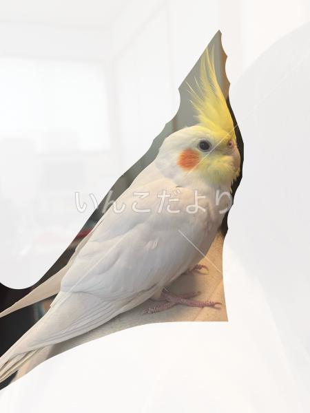 迷い鳥の写真