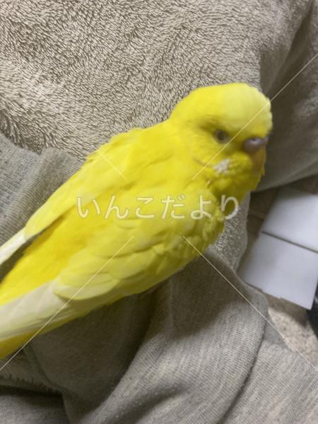 迷い鳥の写真