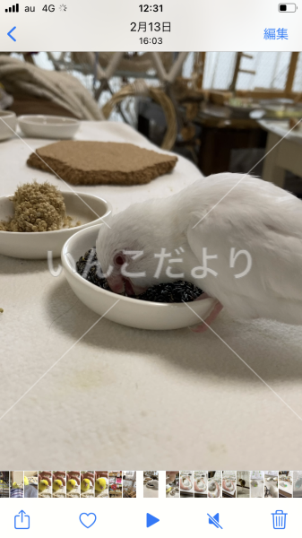 迷い鳥の写真