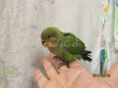 保護鳥の写真