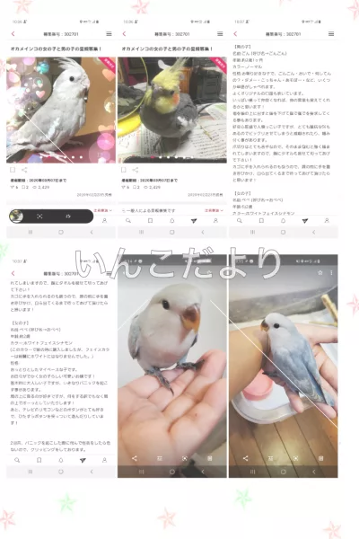 迷い鳥の写真