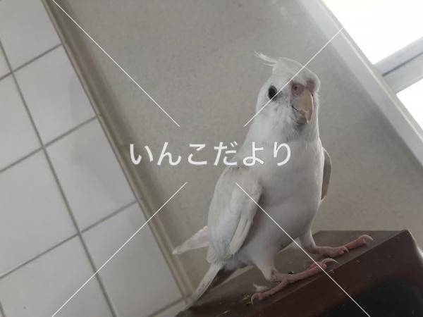 迷い鳥の写真