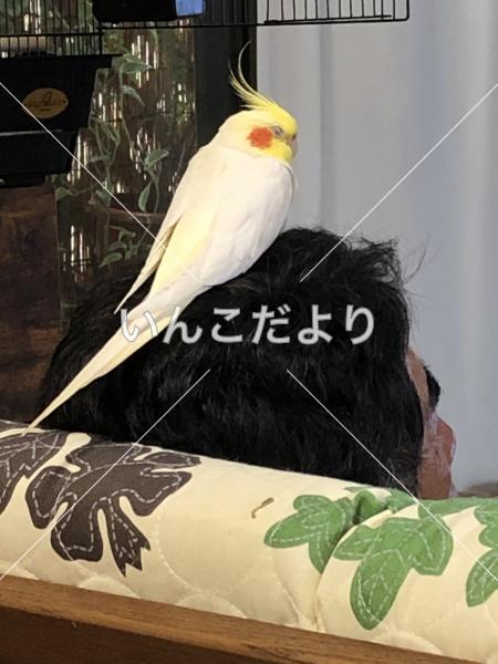 迷い鳥の写真