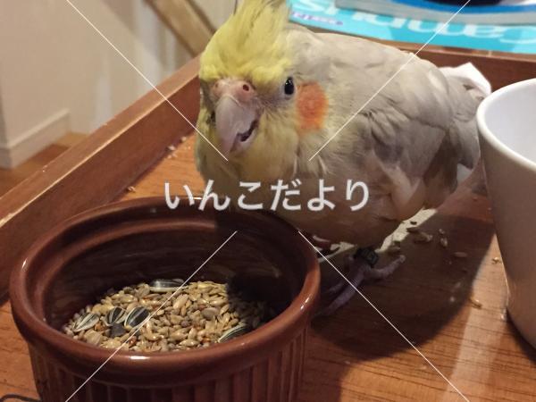 迷い鳥の写真