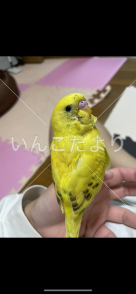 迷い鳥の写真