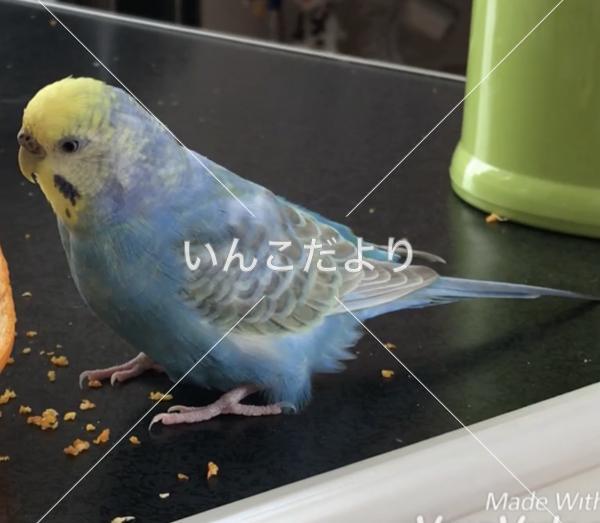 迷い鳥の写真
