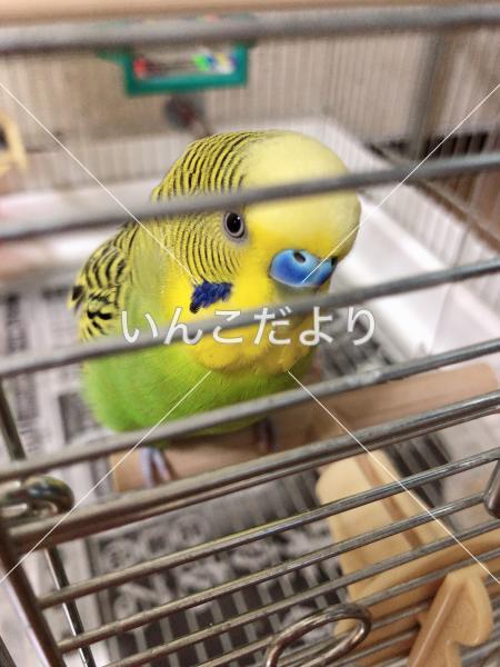 迷い鳥の写真