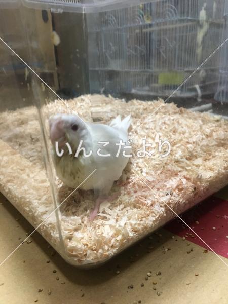 迷い鳥の写真