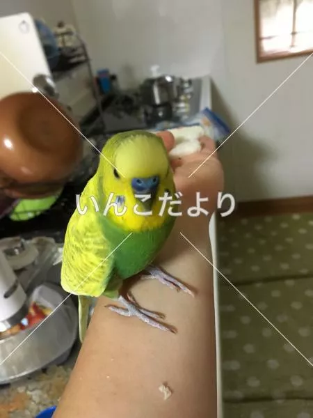 保護鳥の写真