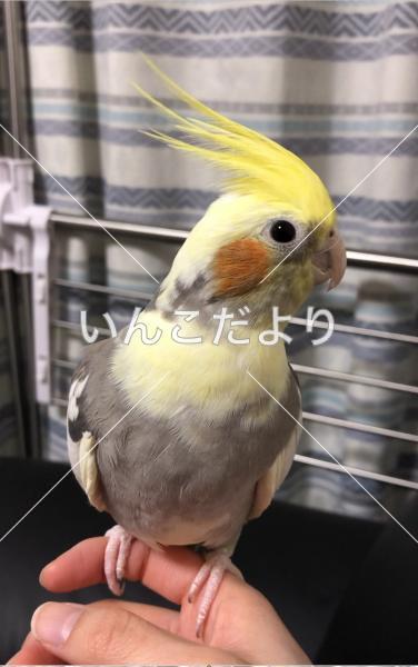 迷い鳥の写真
