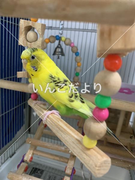 迷い鳥の写真