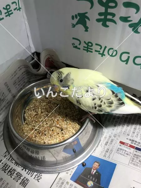 保護鳥の写真