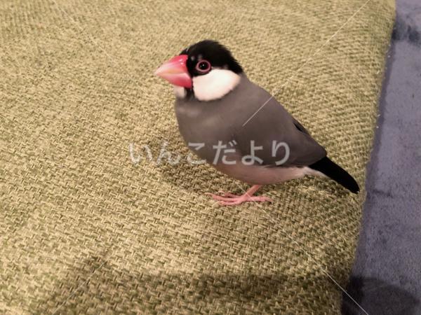 迷い鳥の写真