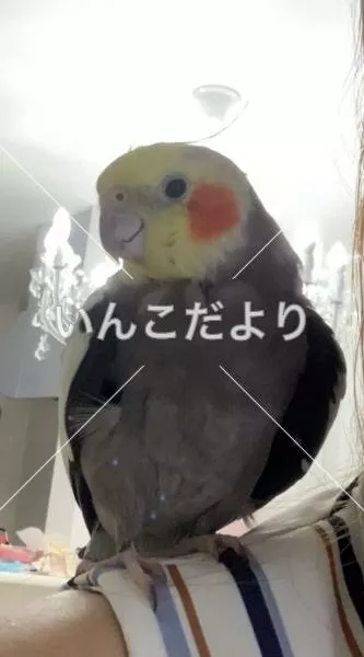 保護鳥の写真