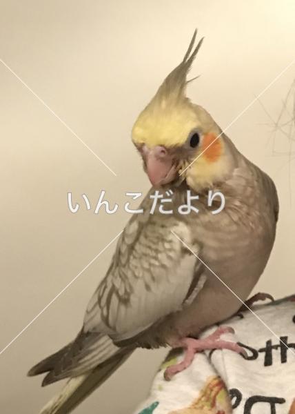 迷い鳥の写真