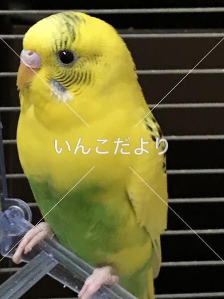 迷い鳥の写真