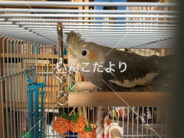 迷い鳥の写真