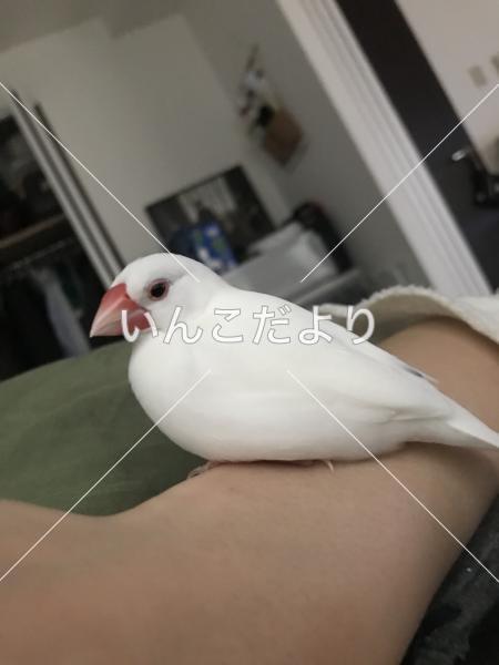 迷い鳥の写真