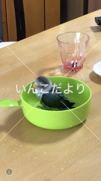 迷い鳥の写真
