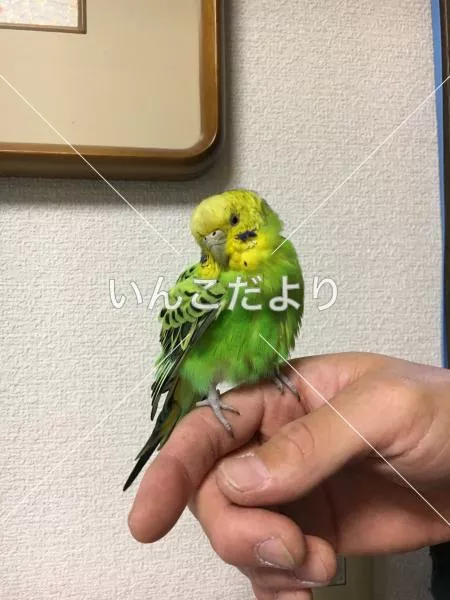 保護鳥の写真