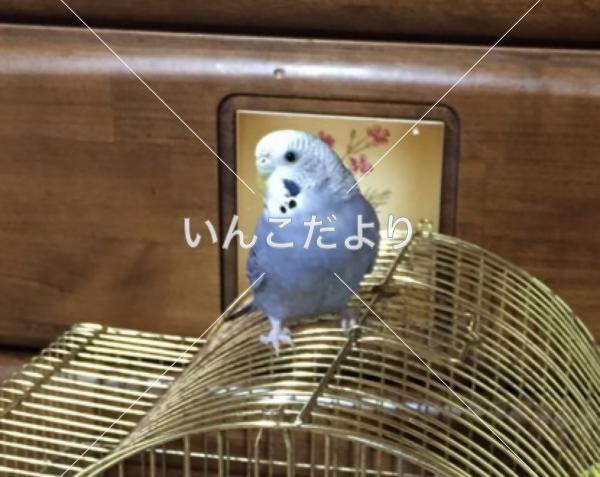迷い鳥の写真