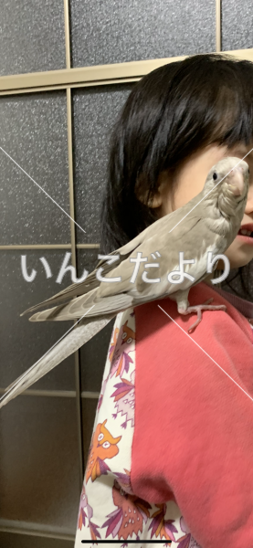 迷い鳥の写真