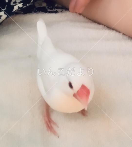 迷い鳥の写真