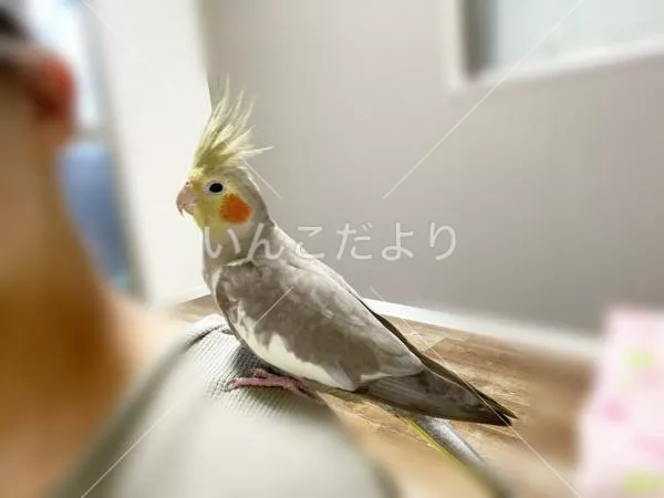 保護鳥の写真