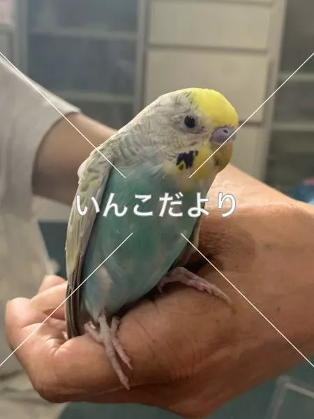 保護鳥の写真