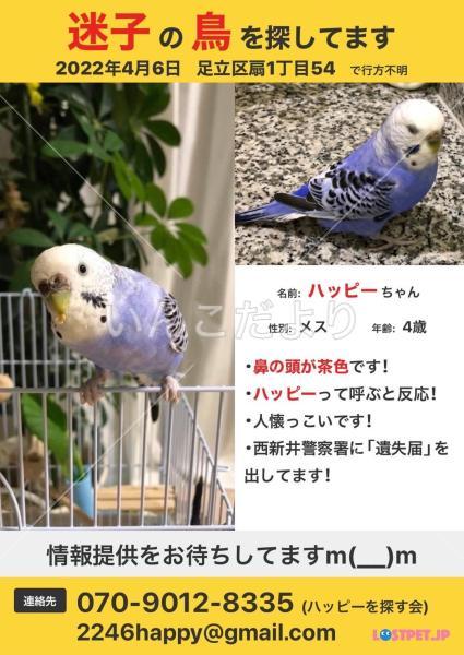 迷い鳥の写真