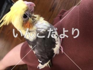 迷い鳥の写真