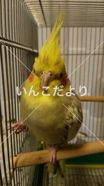 保護鳥の写真