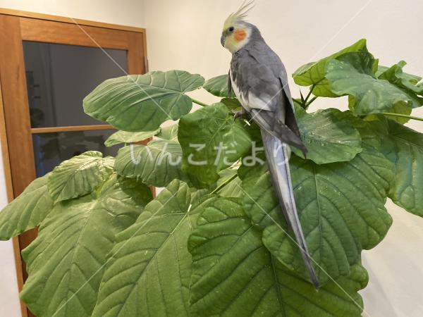 保護鳥の写真