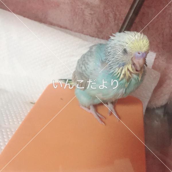 迷い鳥の写真