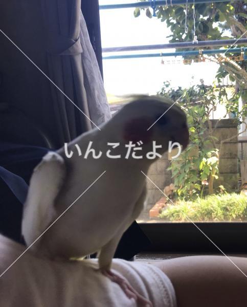 迷い鳥の写真