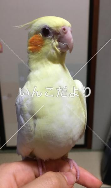 迷い鳥の写真