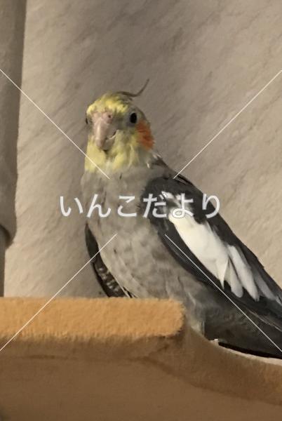 迷い鳥の写真