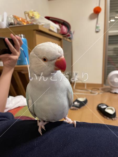 迷い鳥の写真