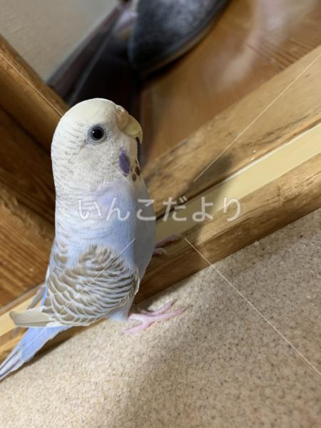 迷い鳥の写真