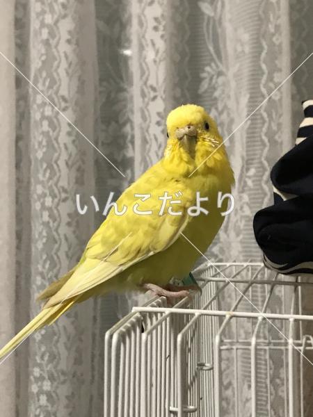 迷い鳥の写真