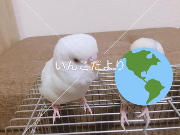 迷い鳥の写真