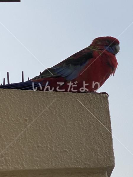 保護鳥の写真