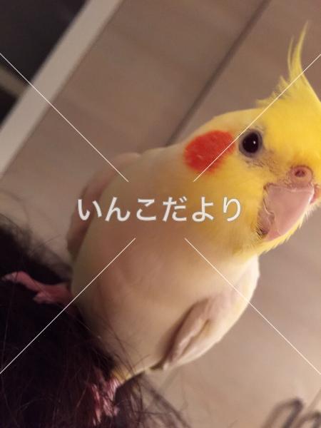 迷い鳥の写真