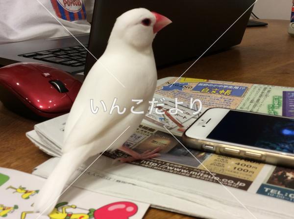 迷い鳥の写真