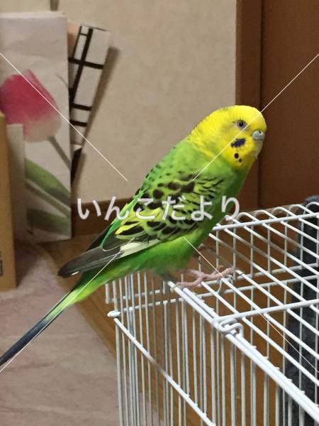 迷い鳥の写真