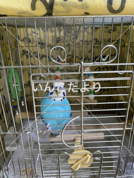 保護鳥の写真
