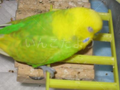 迷い鳥の写真