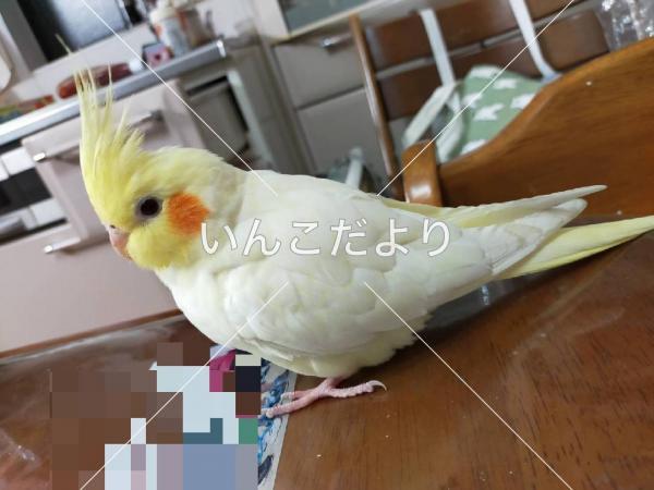 迷い鳥の写真